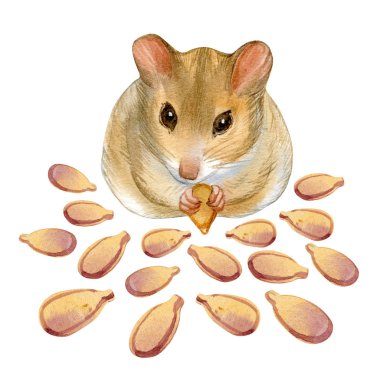 Beyaz arka planda fare ve balkabağı tohumlarının güzel portresinin suluboya sanatı. Posterler, tekstil tasarımı, kartpostallar için..