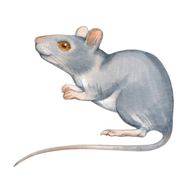 Şirin fare, elle çizilmiş suluboya beyazı. 2020 yılının doğu sembolü.