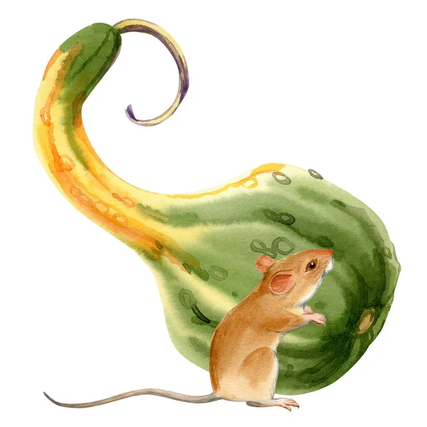 Watercolor Stock Illustration Beautiful Portrait Mouse Pumpkin White Background Posters — 스톡 사진