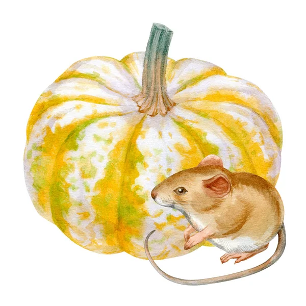Akvarel Stock Ilustrace Krásného Portrétu Myši Dýně Bílém Pozadí Plakáty — Stock fotografie