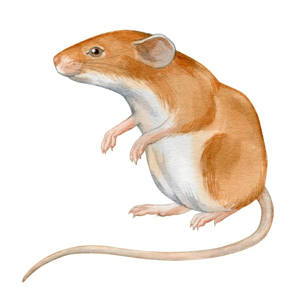 Roztomilý Myš Ručně Kreslené Akvarel Stock Ilustrace Izolované Bílém Východní — Stock fotografie