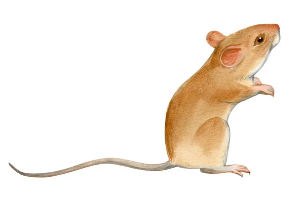 Cute Mouse Hand Drawn Watercolor Stock Illustration Isolated White Eastern — Stock Photo, Image