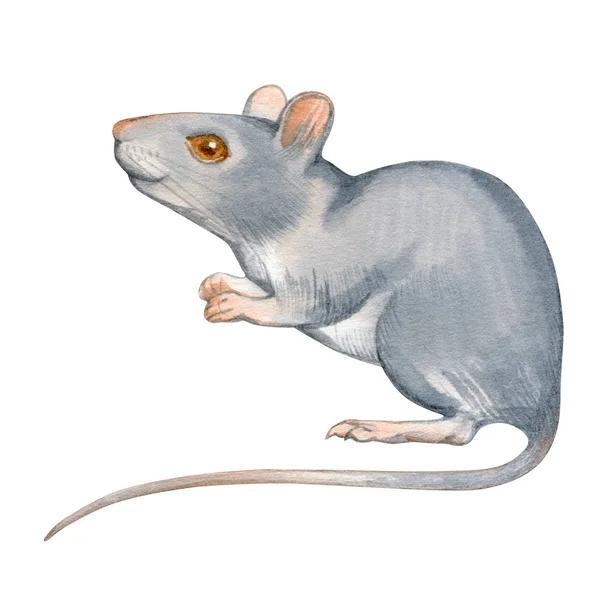 Милая Мышь Нарисованная Вручную Акварелью Иллюстрация Изолирована Белом Восточный Символ — стоковое фото