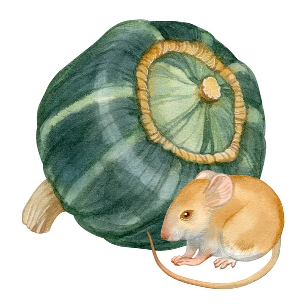 Acquerello Stock Illustrazione Bel Ritratto Mouse Zucca Sfondo Bianco Manifesti — Foto Stock