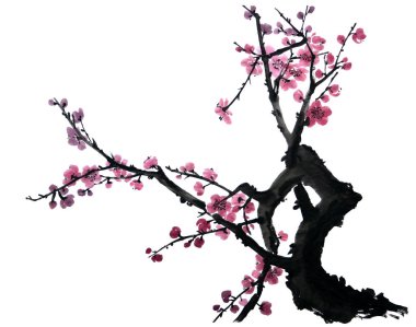 Çiçek açan bir ağacın dalı. Pembe ve kırmızı şekillendirilmiş erik çiçekleri. Mei, yabani kayısılar ve sakura..