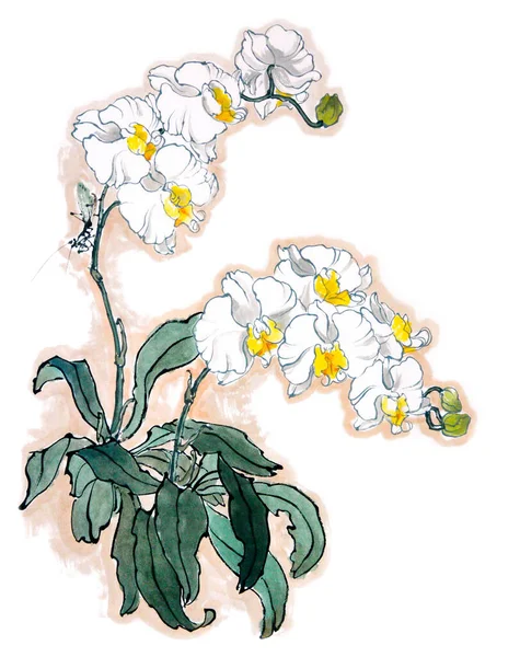 白い背景に孤立した花序の蘭の花色 中国の伝統的な水墨画 東洋風墨絵のストック図 — ストック写真