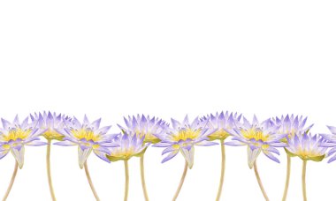 Mavi Mısır lotusu çiçekleri (Nymphaea caerulea). Beyaz arka planda izole edilmiş suluboya elle çizilmiş stok çizimi. Kartpostal için, çiçekli tebrik kartı, davetiye, afiş.