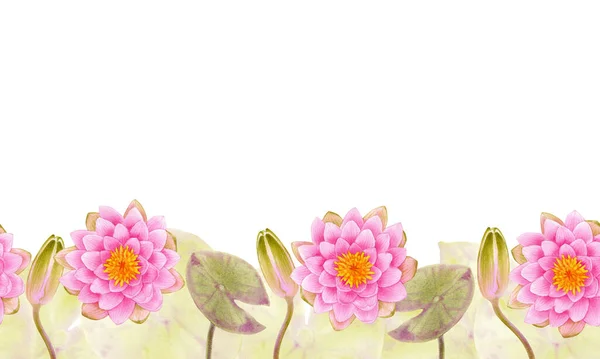 葉や芽を持つピンクの睡蓮の水彩イラスト 白地に描かれた手描きのストックイラスト はがき 花のグリーティングカード 招待状 バナー — ストック写真