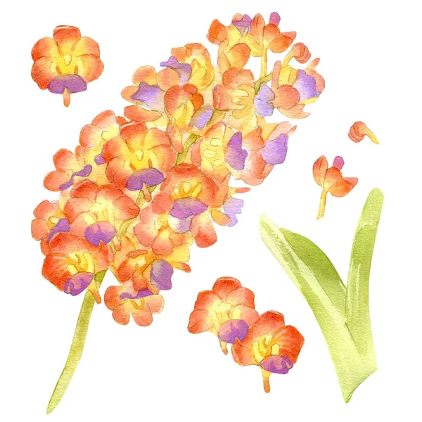 Vanda Orchid Handgezeichnete Aquarellmalerei Isoliert Auf Weißem Hintergrund Hohe Auflösung — Stockfoto