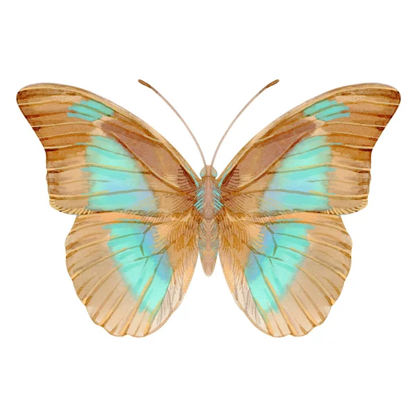 手工绘制的现实蝴蝶的水彩画 在白色背景上孤立的种群图解 — 图库照片