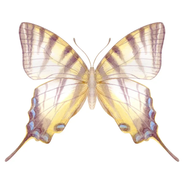 Aquarelle Dessinée Main Papillon Réaliste Papilio Podalirius Illustration Stock Isolée — Photo