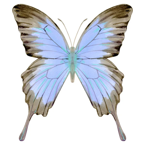 Handgetekende Aquarel Van Realistische Vlinder Papilio Ulysses Voorraad Illustratie Geïsoleerd — Stockfoto