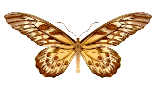 Handgezeichnetes Aquarell Des Realistischen Schmetterlings Druryia Antimachus Drury Archivbild Isoliert — Stockfoto