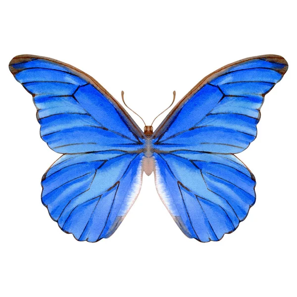 Aquarela Desenhada Mão Borboleta Realista Morpho Ilustração Estoque Isolado Fundo — Fotografia de Stock