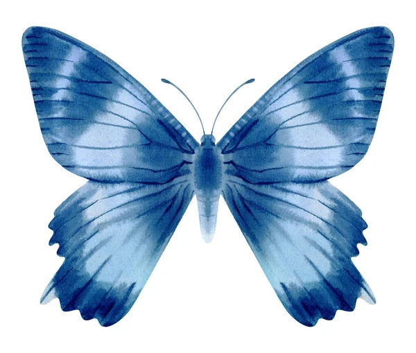 手工绘制的现实蝴蝶水彩画 在白色背景上孤立的种群图解 — 图库照片