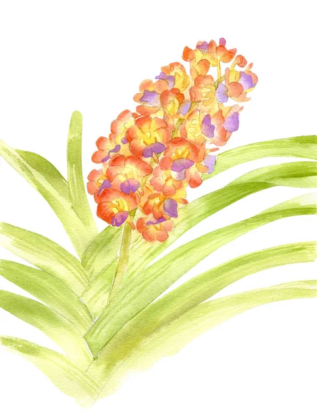 Vanda Orchidée Peinture Aquarelle Dessinée Main Isolée Sur Fond Blanc — Photo