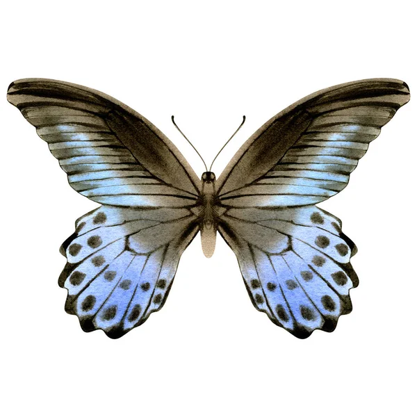 手绘水彩画的明亮逼真蝴蝶 在白色背景上孤立的种群图解 — 图库照片