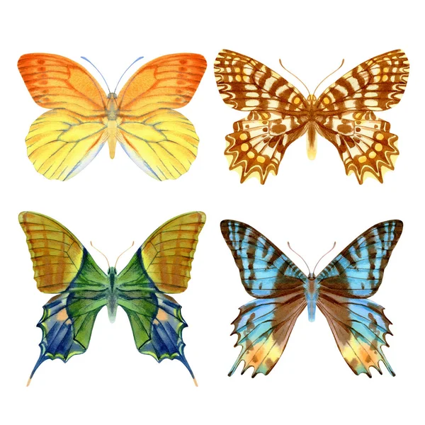 手绘水彩画 色彩艳丽的现实蝴蝶 在白色背景上孤立的种群图解 — 图库照片