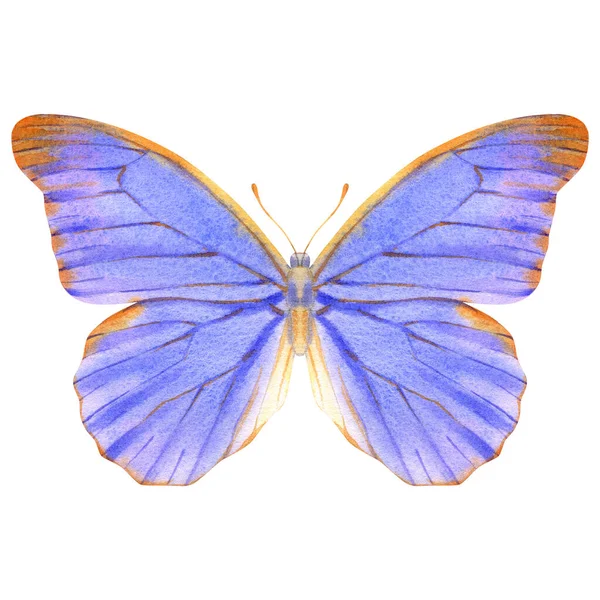 手绘水彩画的明亮逼真蝴蝶 在白色背景上孤立的种群图解 — 图库照片