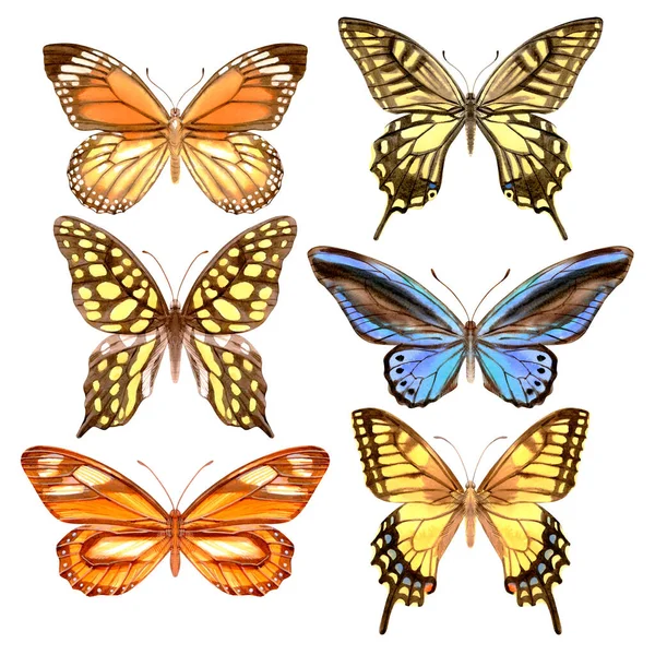 Aquarelle Dessinée Main Papillons Réalistes Colorés Lumineux Illustration Stock Isolée — Photo