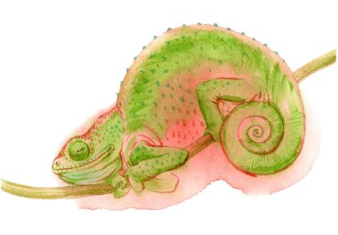 Beyaz arka planda izole edilmiş bukalemun suluboya resmi. Kertenkelenin orijinal illüstrasyonu.