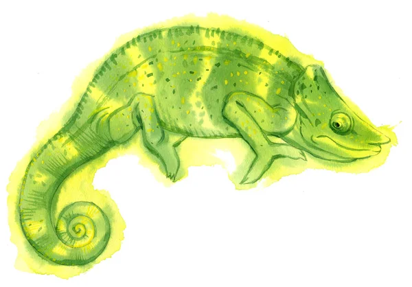 카멜레온의 수채화는 바탕에 분리되어 도마뱀에 최초의 — 스톡 사진