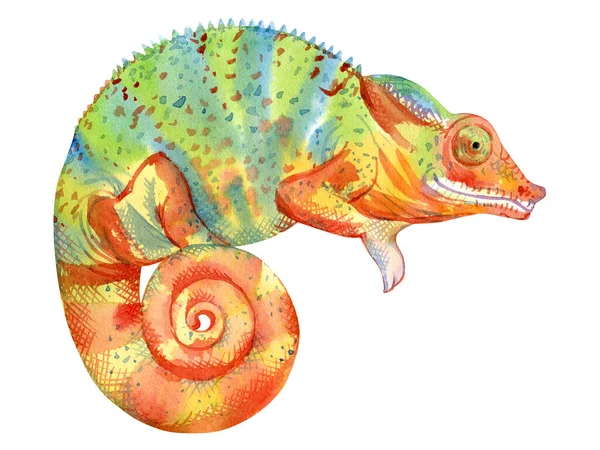 Beyaz arka planda izole edilmiş bukalemun suluboya resmi. Kertenkelenin orijinal illüstrasyonu.