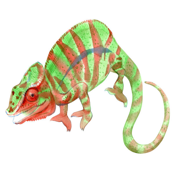 Watercolor painting of chameleon isolated on white background. Original stock illustration of lizard.