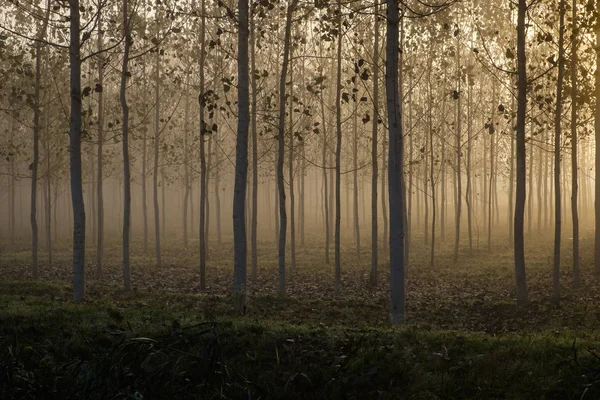 Plantação Árvores Dia Nebuloso — Fotografia de Stock