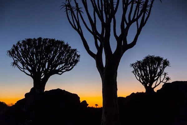 Silhouette Trees Horizon Sunset — Stock Photo, Image
