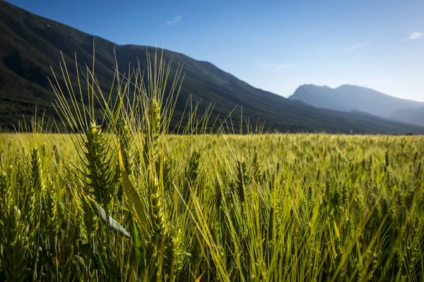 Campo Verde Cereales Primavera Imágenes De Stock Sin Royalties Gratis