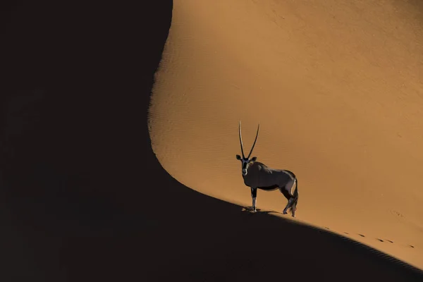 Oryx Auf Einer Düne lizenzfreie Stockfotos