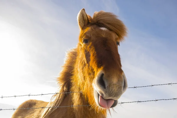 Bonito Caballo Islandés Día Soleado Con Cielo Azul Claro — Foto de Stock