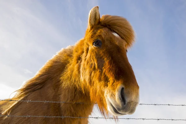 Nice Icelandic Horse Sunny Day Clear Blue Sky — Stock Photo, Image