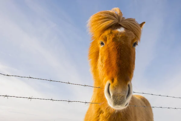 Pěkný Islandský Kůň Slunečný Den Jasnou Modrou Oblohu — Stock fotografie