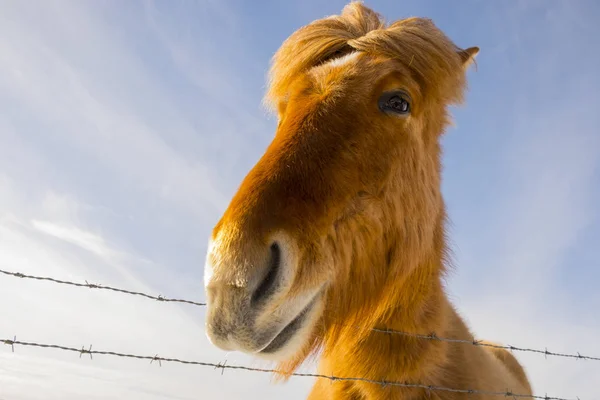 Bel Cavallo Islandese Una Giornata Sole Con Cielo Blu Chiaro — Foto Stock