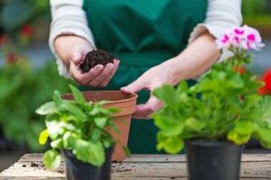 Tencereye çiçek dikim bahçıvanlar eller