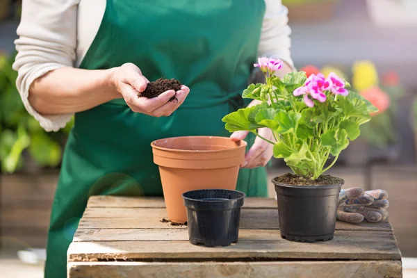 Jardineros manos plantando flores en maceta — Foto de Stock