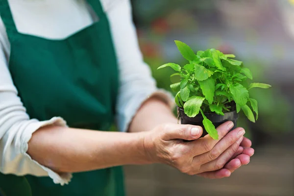 Tuinders handen planten van bloemen in pot — Stockfoto