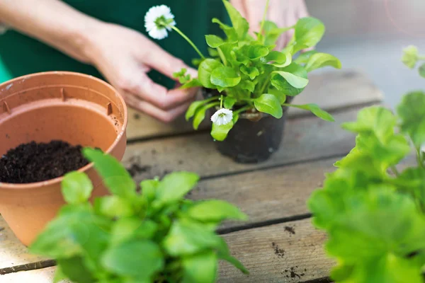 Tuinders handen planten van bloemen in pot — Stockfoto