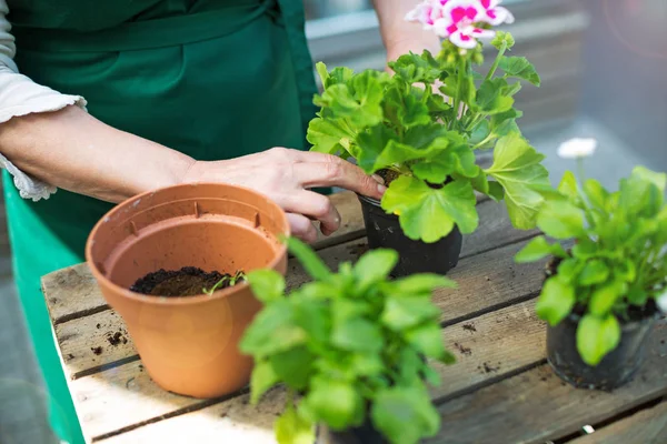 Jardineiros mãos plantando flores em vaso — Fotografia de Stock