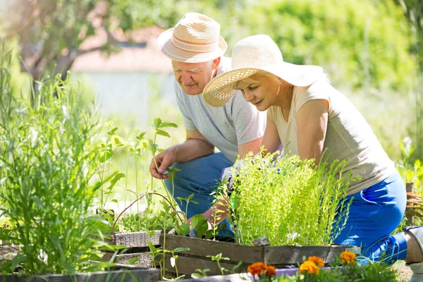 Senior couple gardening