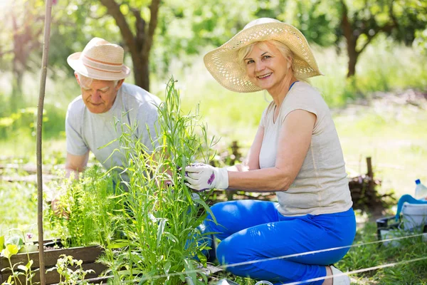 Senior couple gardening — Stock Photo, Image