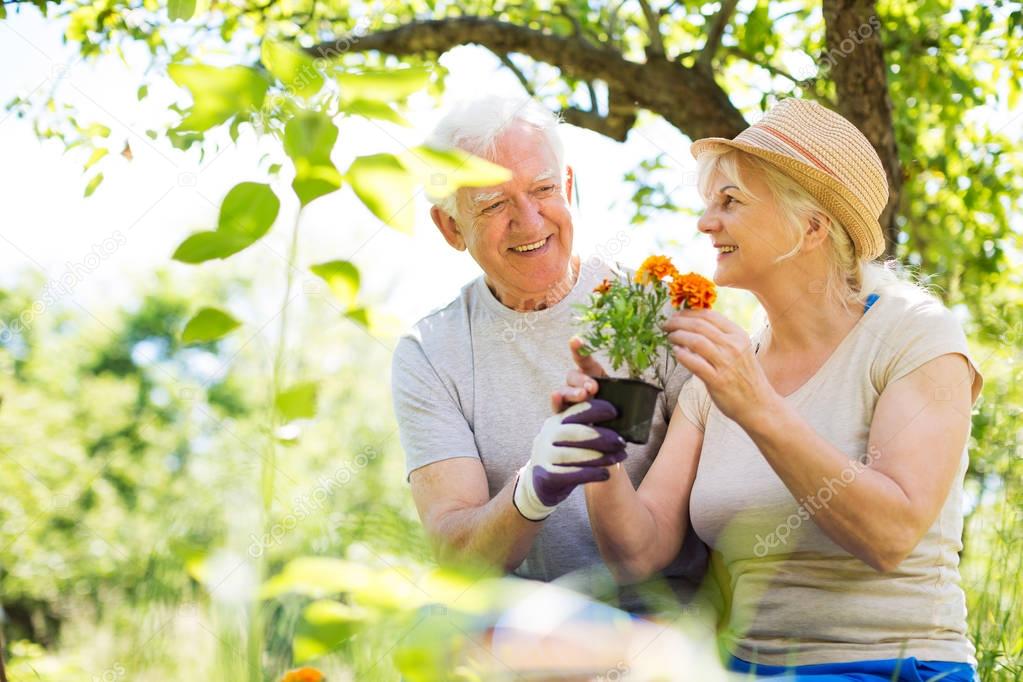 Senior couple gardening