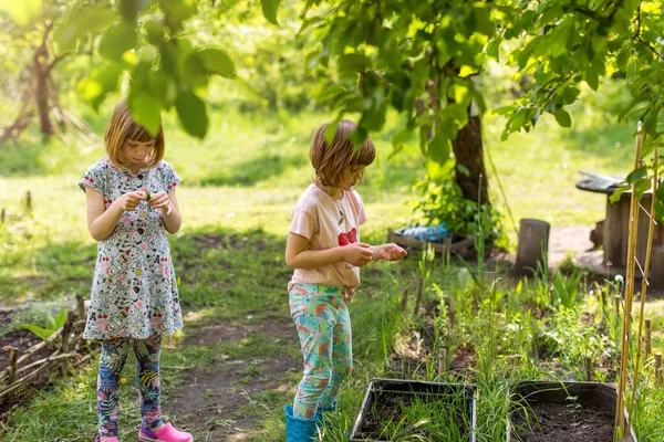 Twee Kleine Meisjes Tuinieren Stedelijke Gemeenschapstuin — Stockfoto