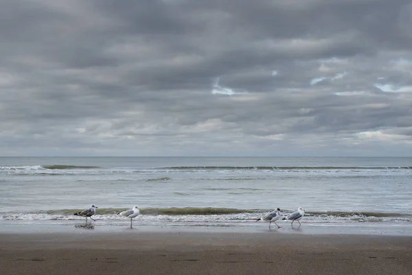 Nieuport, Belgique - 14 novembre 2019 : Mouettes sur la plage — Photo