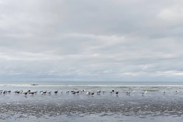 Nieuwpoort, Belgia - November 14.02019: Burung camar di pantai — Stok Foto