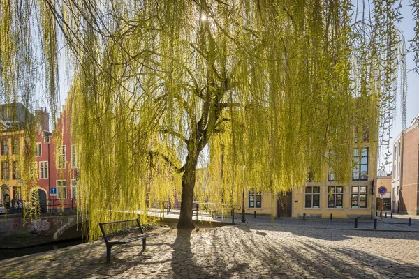 Gent, Bélgica - 25 de marzo de 2020: Sauces llorones en el Lievekaai en el histórico Prinsenhof donde nació Carlos V — Foto de Stock