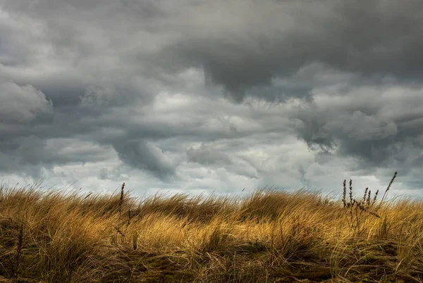 Oostduinkerke, België - Donkere wolken en geel duingras — Stockfoto