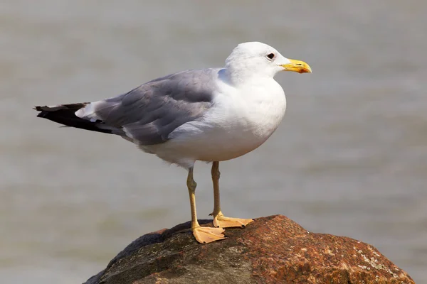 Seagull on the beach — Stock Photo, Image